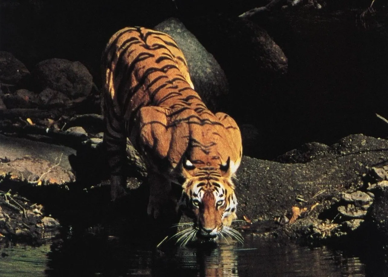 Tiger last-frame reference